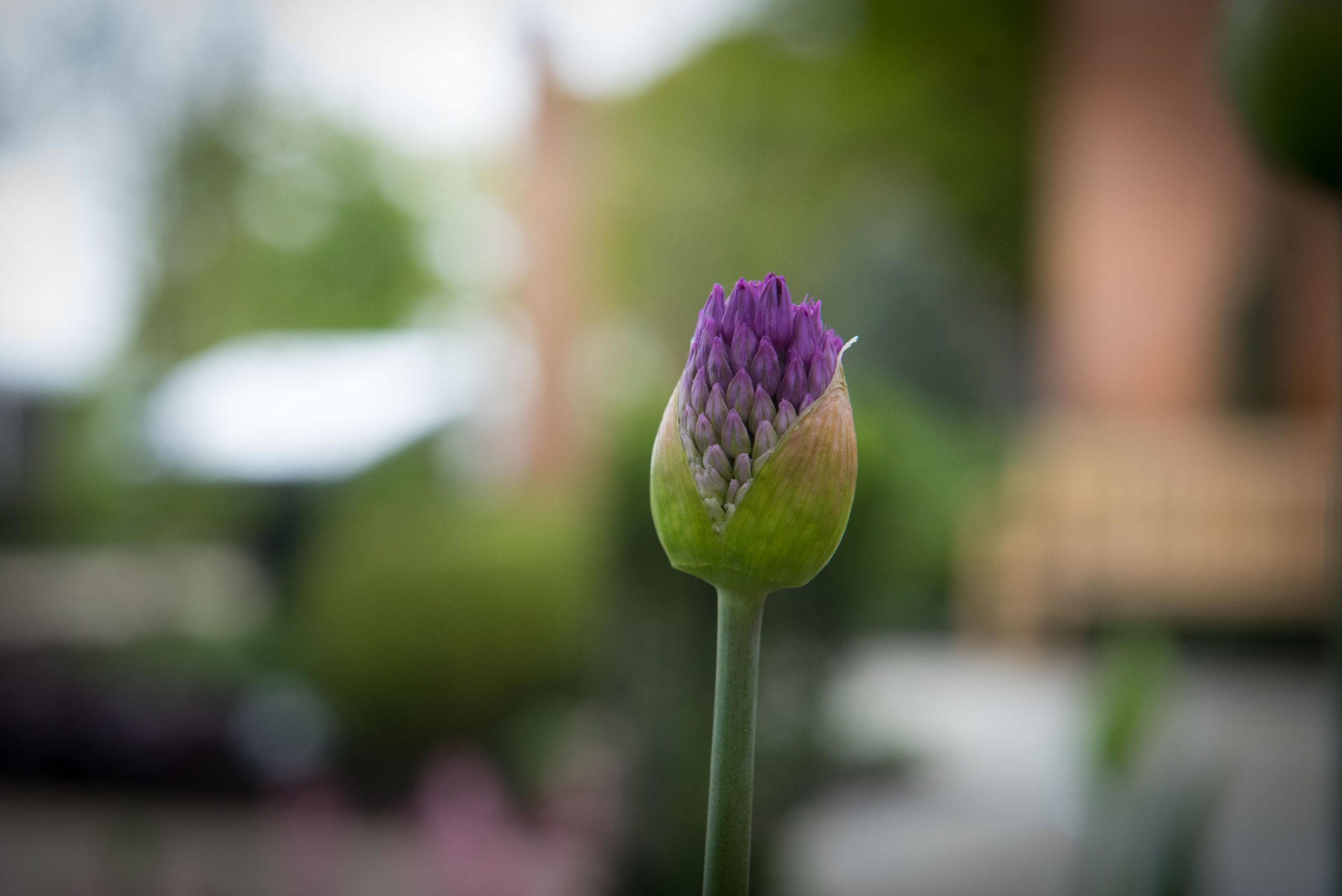 Purple flower bud close-up