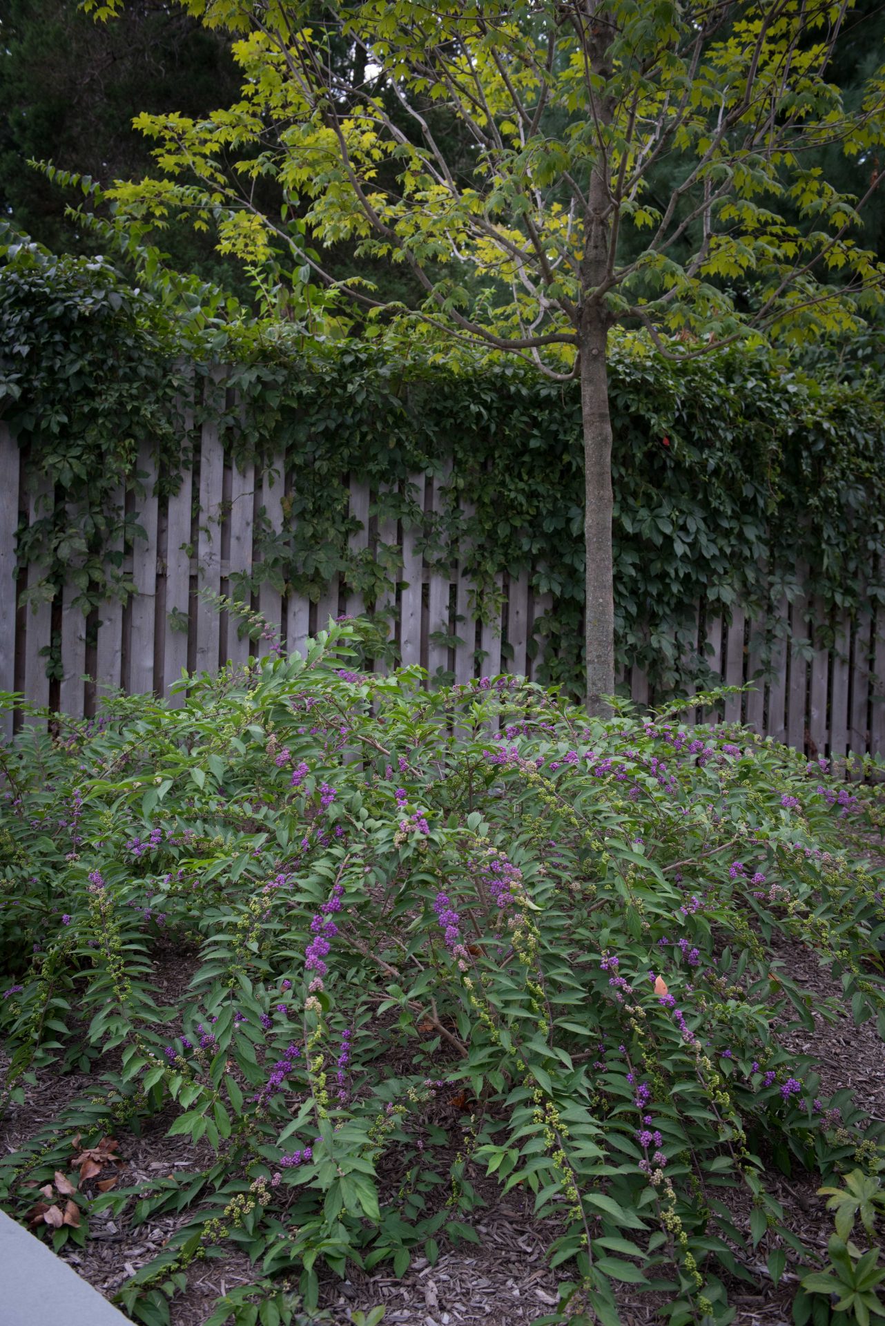 Garden with purple wildflowers and fence.