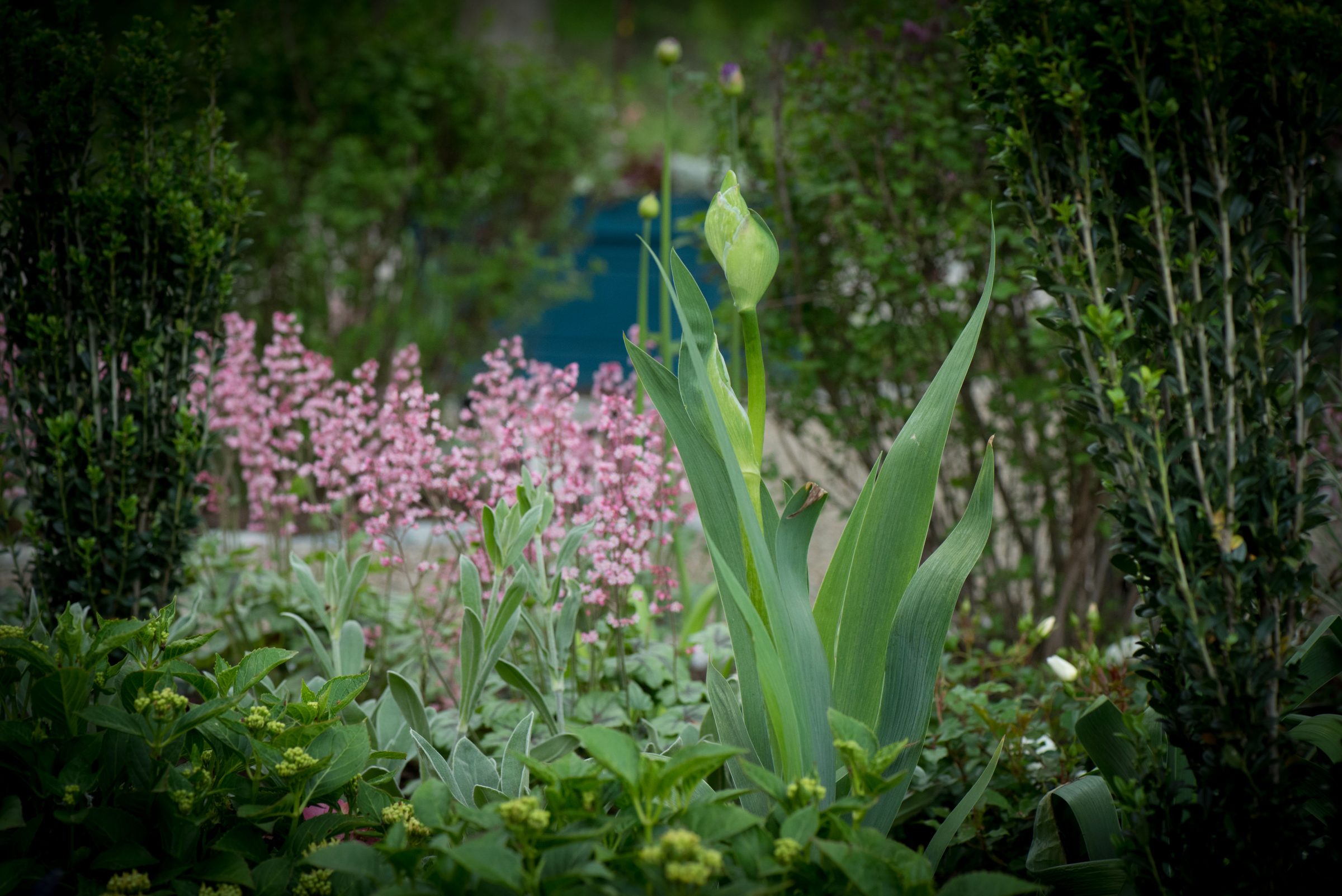 Lush garden with pink and green plants