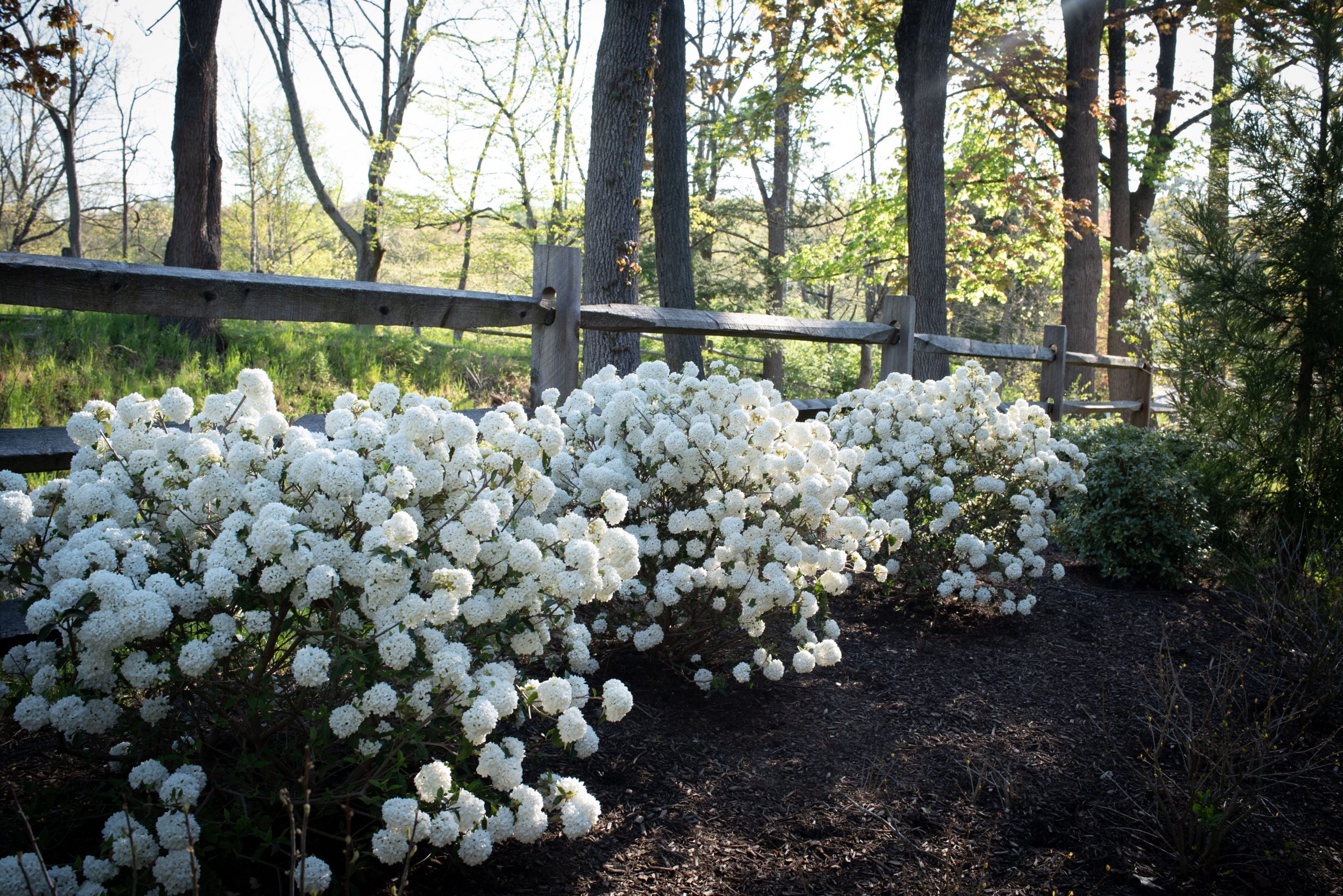 White flowers beside a wooden fence.