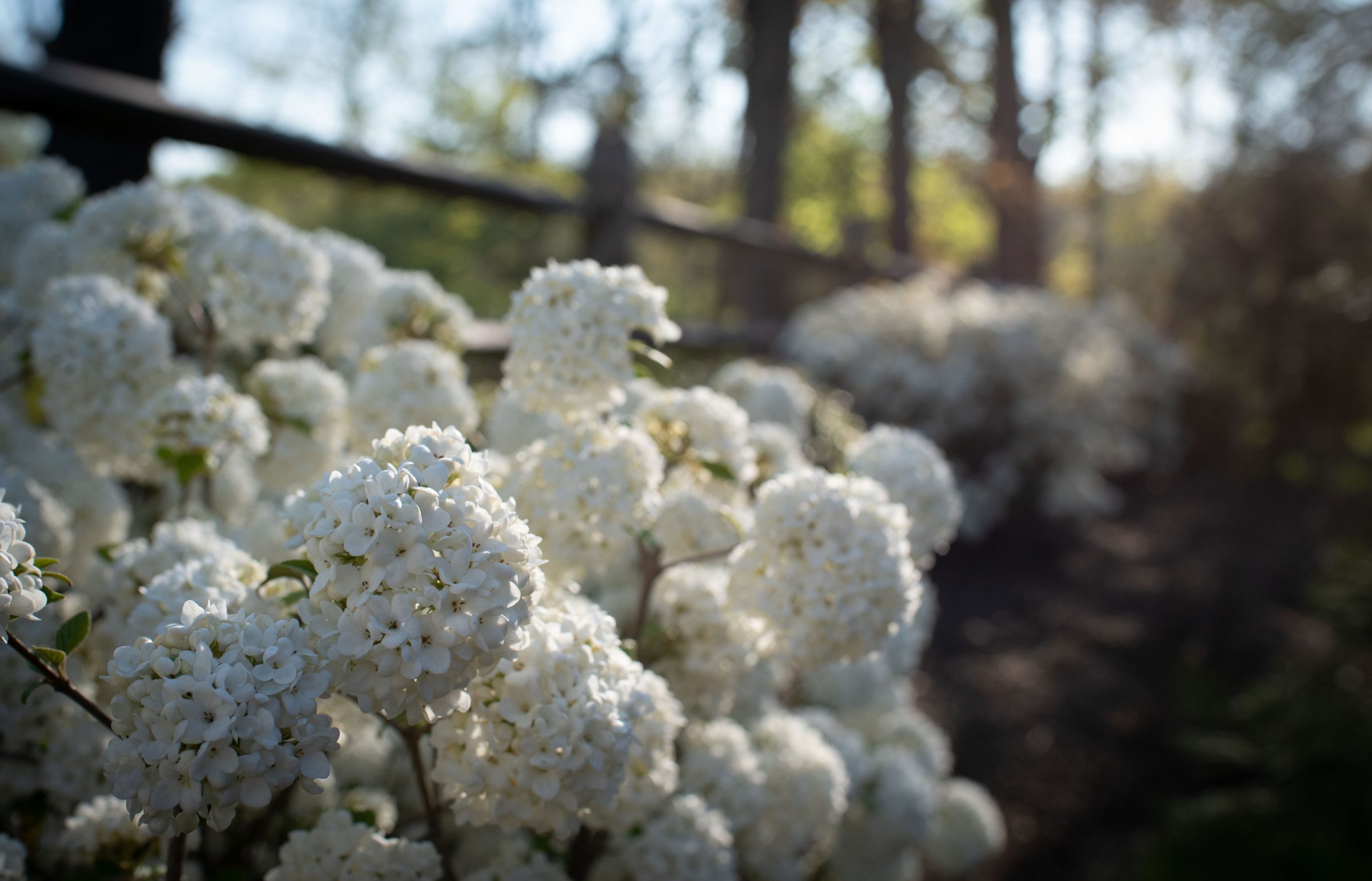 Close-up of white flowers by a fence.