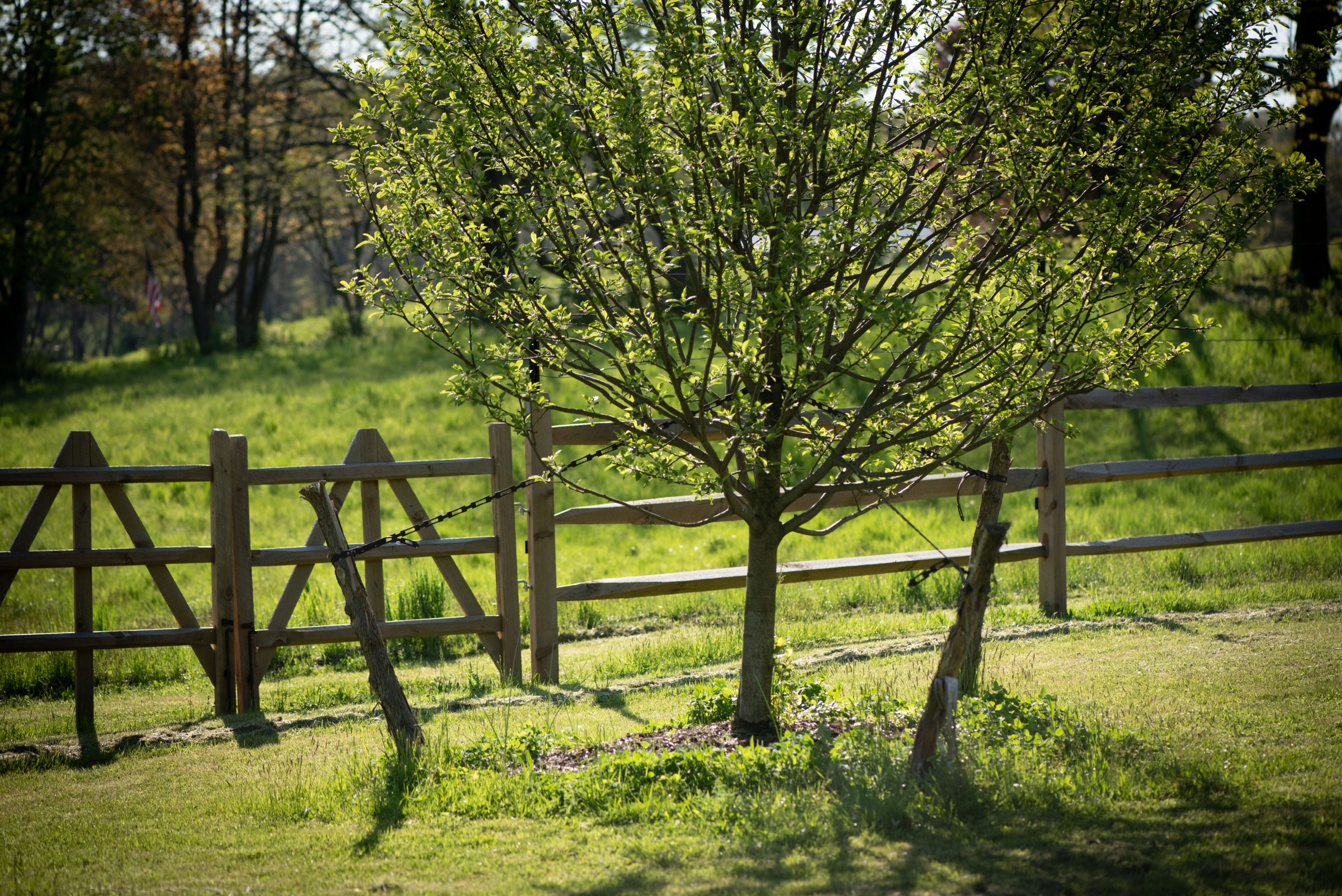 Tree with wooden fence in sunny field