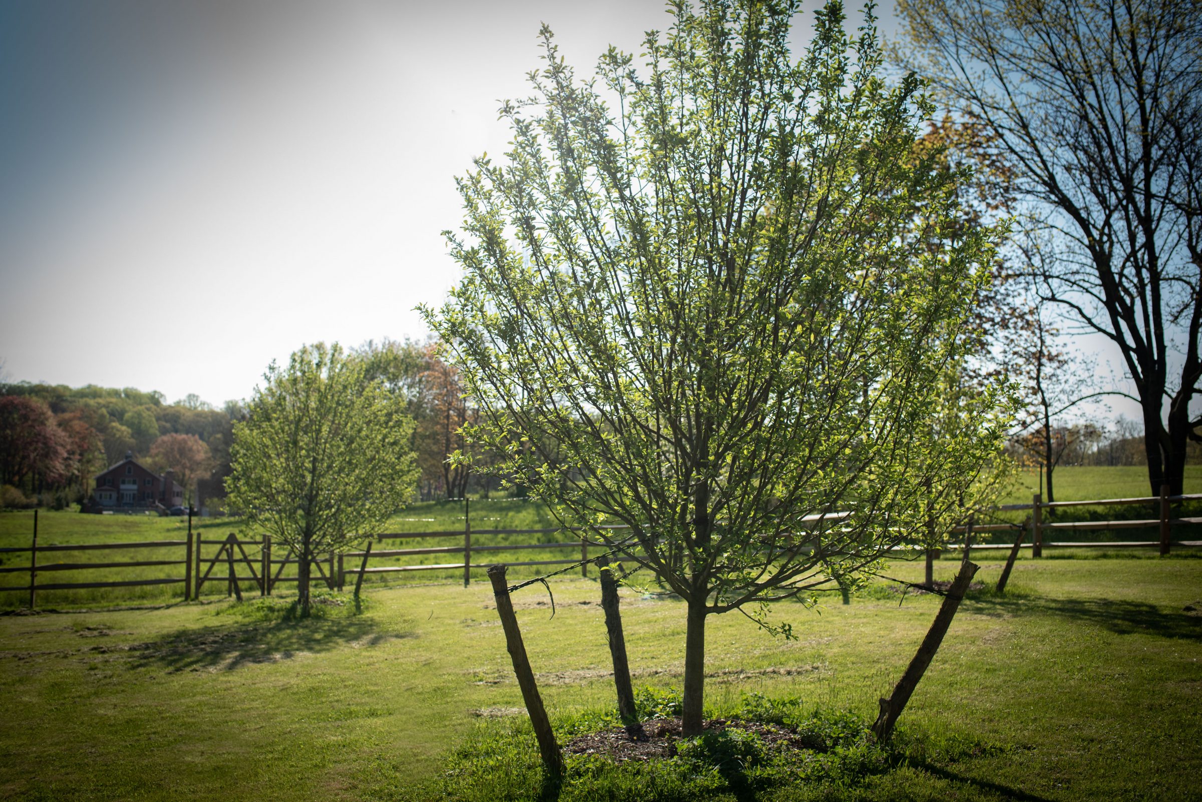 Sunlit tree in a fenced yard
