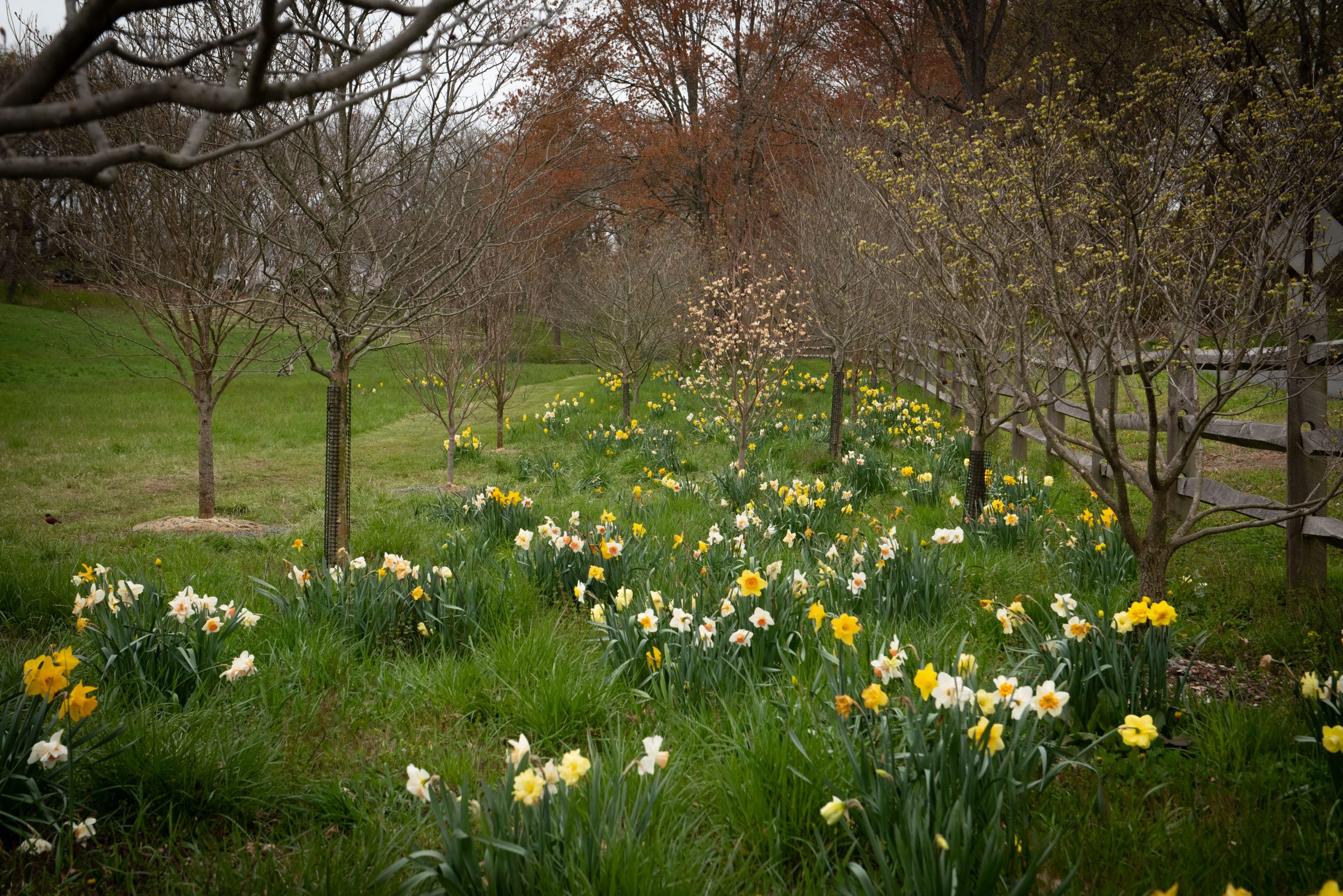 Daffodil garden with bare trees