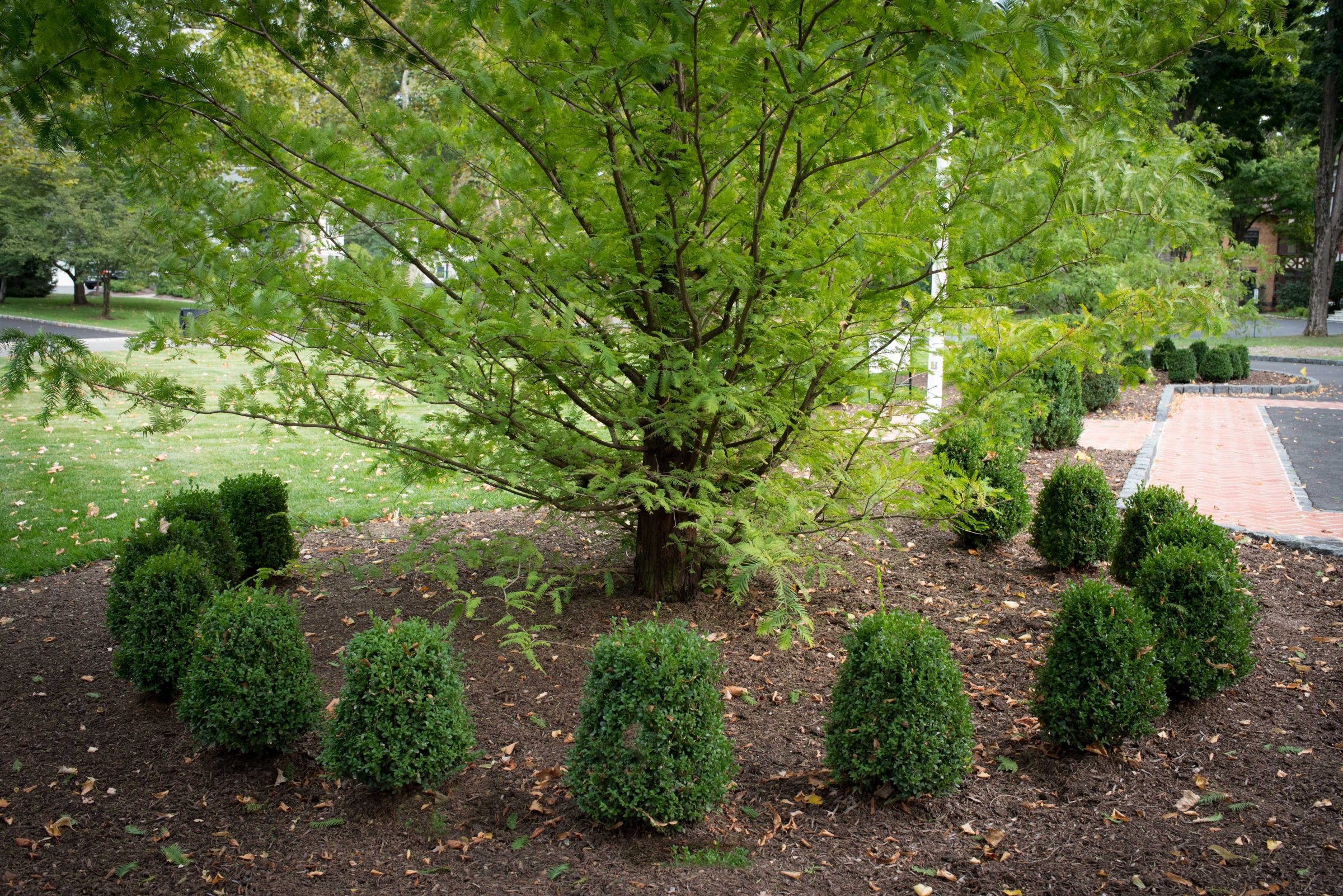 Tree surrounded by neatly trimmed shrubs.