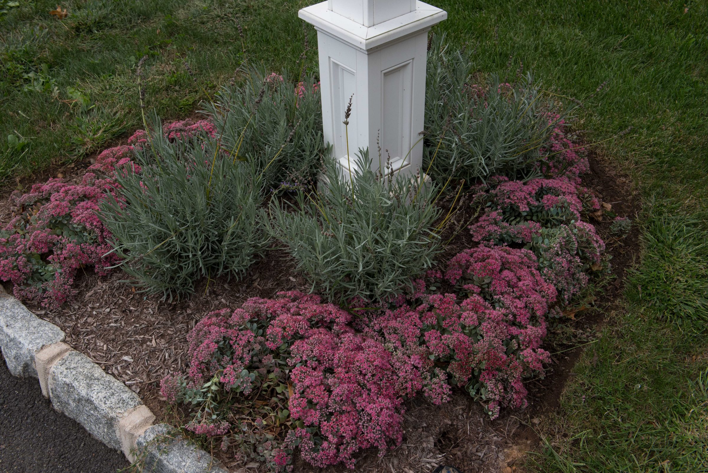Garden with pink flowers and white post