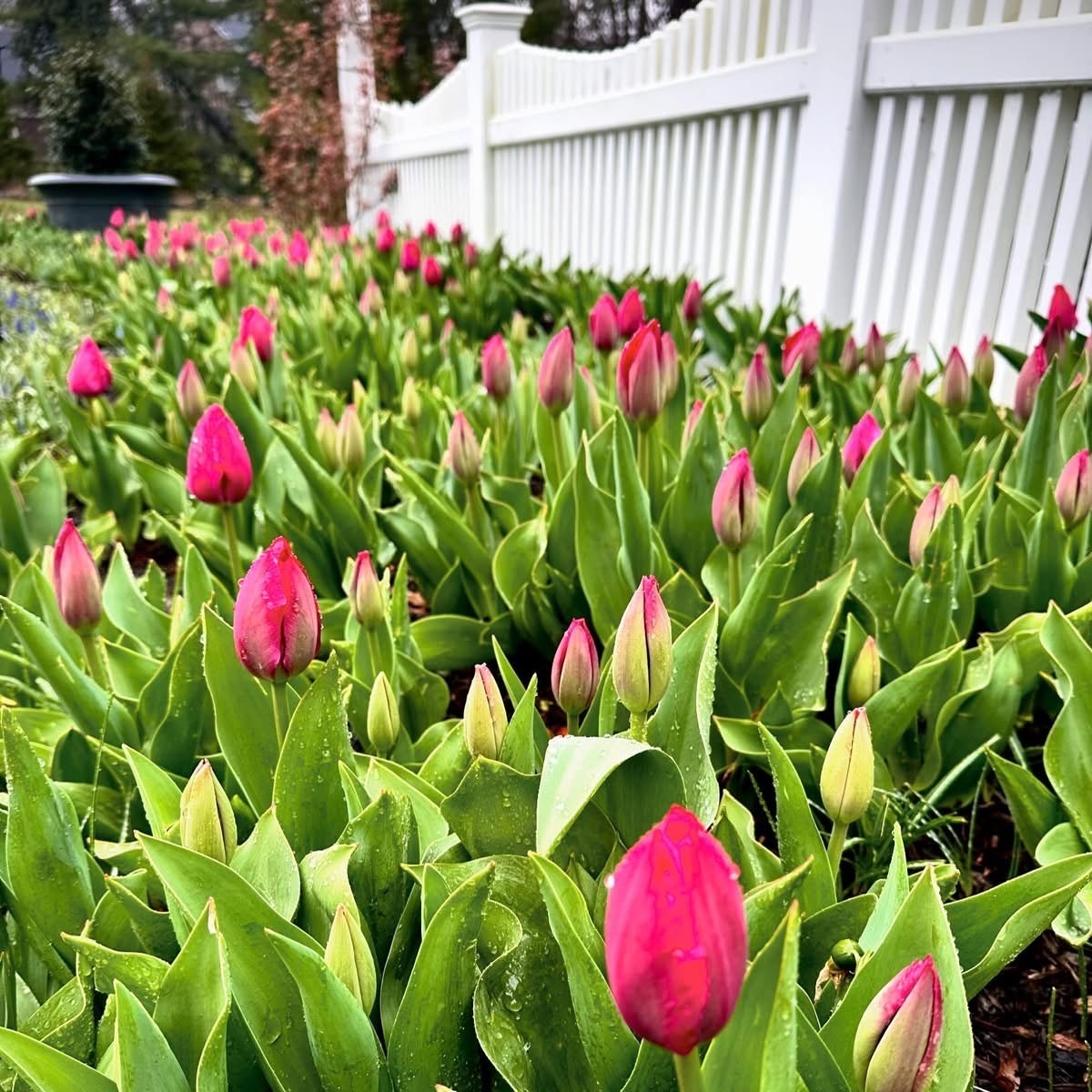 Pink tulips blooming by white fence