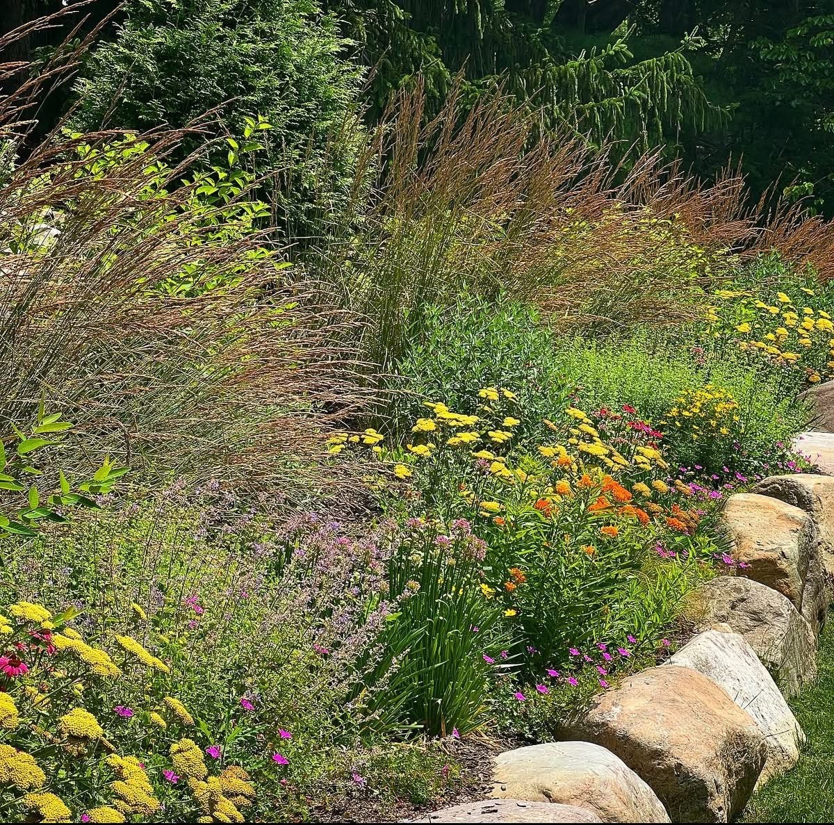 Vibrant flower garden with diverse plants