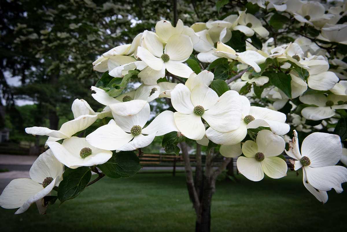 White dogwood flowers in bloom