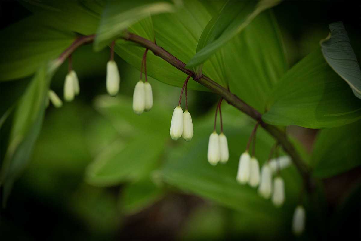 Close-up of white bell-shaped flowers