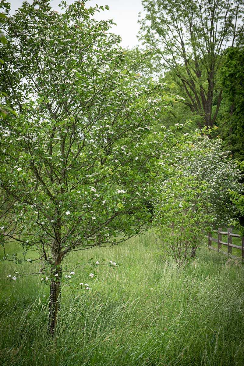 Trees with white blossoms in grassy field