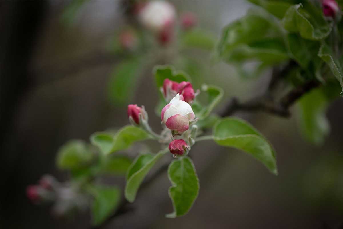 Pink and white flower buds on a branch