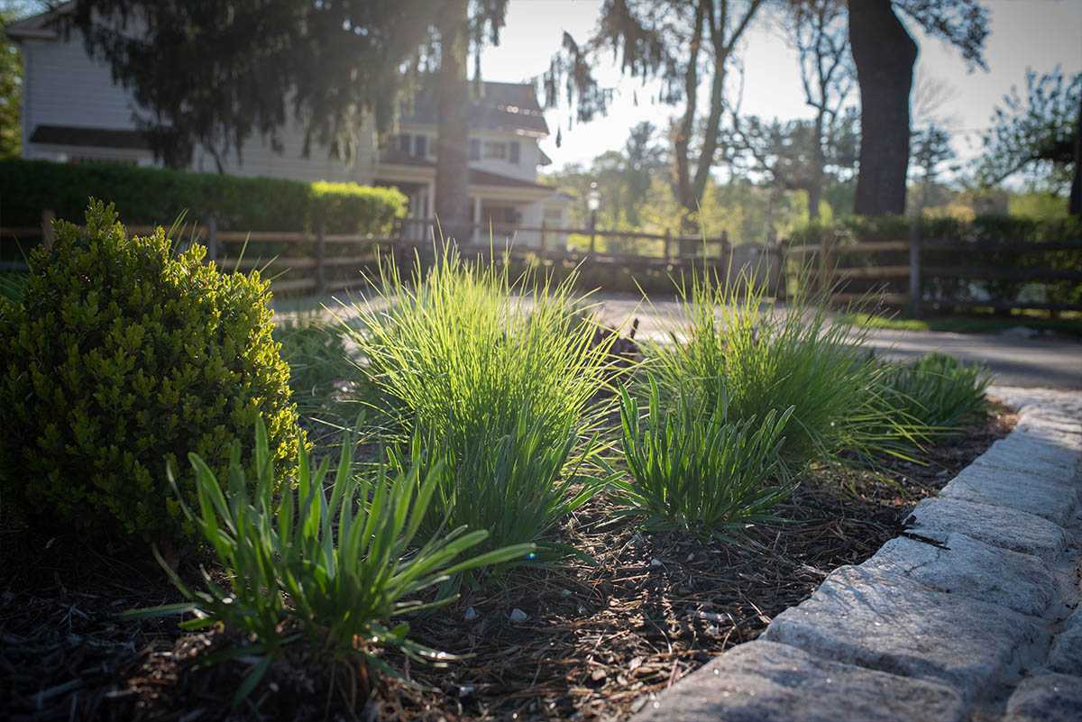 Sunlit garden with grass and hedges