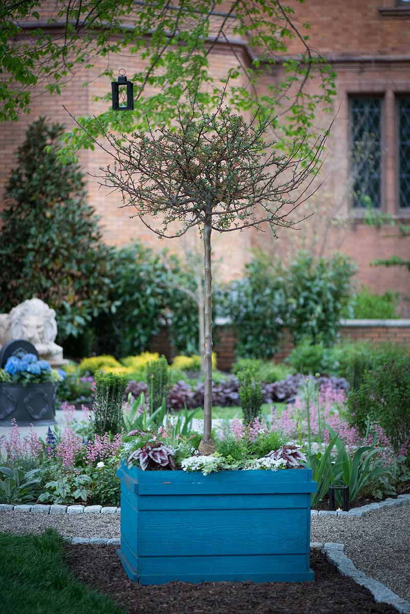 Small tree in blue planter, garden background.