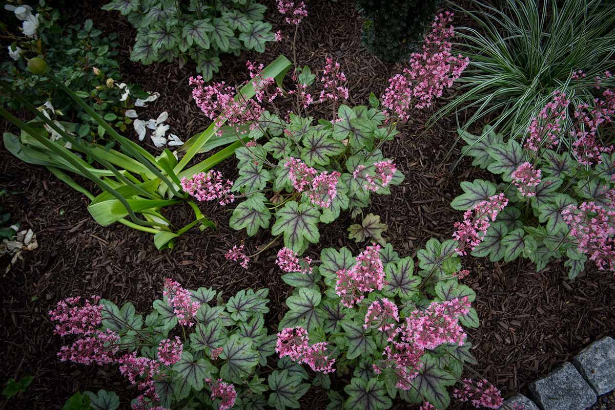 Pink flowering plants in a garden bed