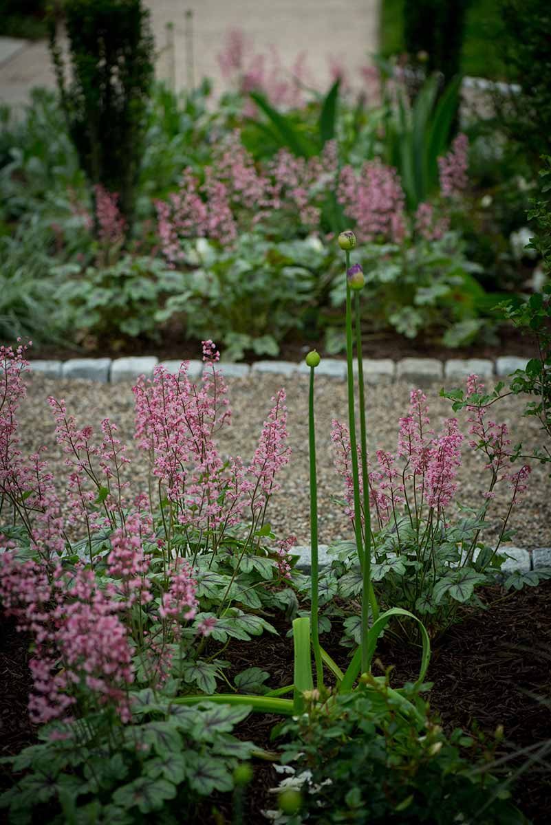 Pink flowers in a landscaped garden