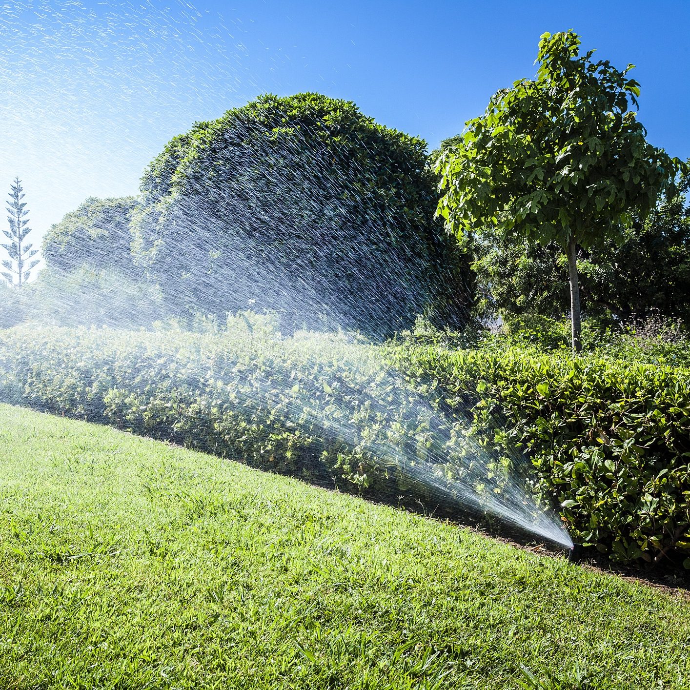 Sprinklers watering a lush green lawn