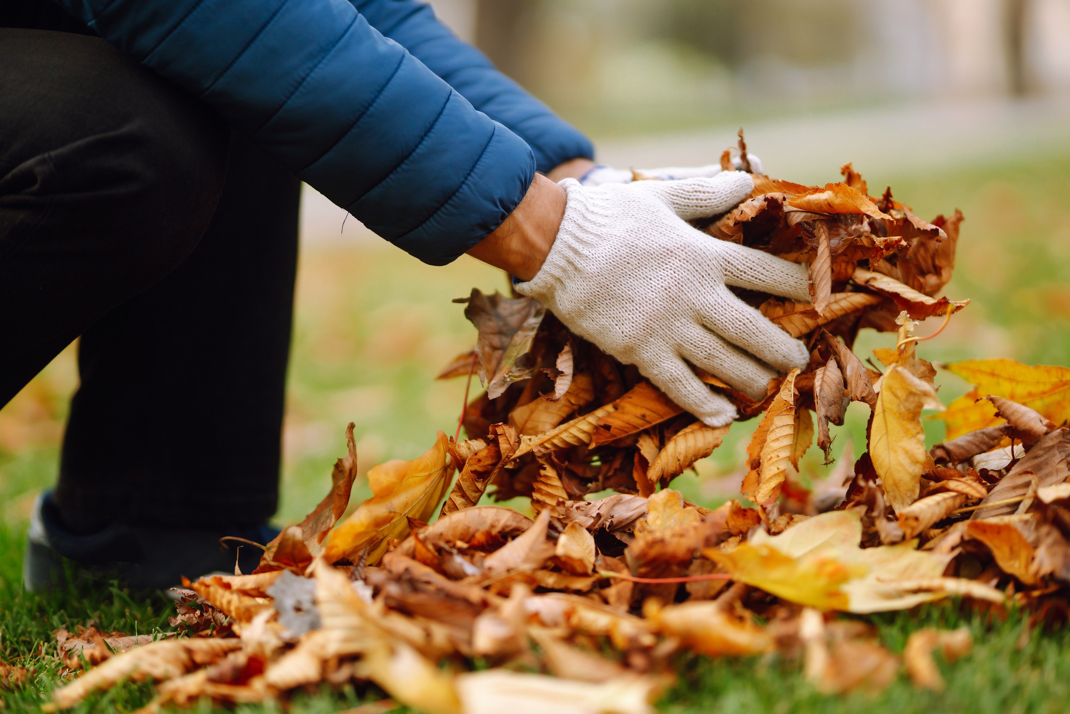 Person gathering autumn leaves with gloves.