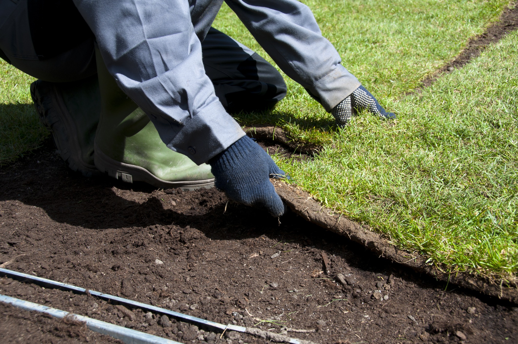 Laying sod on prepared soil in garden