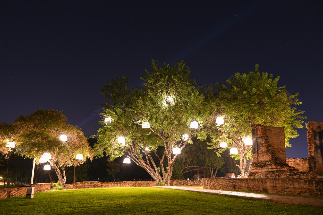 Trees illuminated with hanging lanterns at night