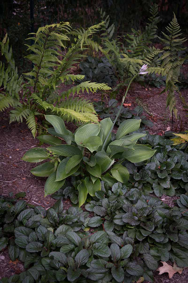 Lush garden with ferns and hostas