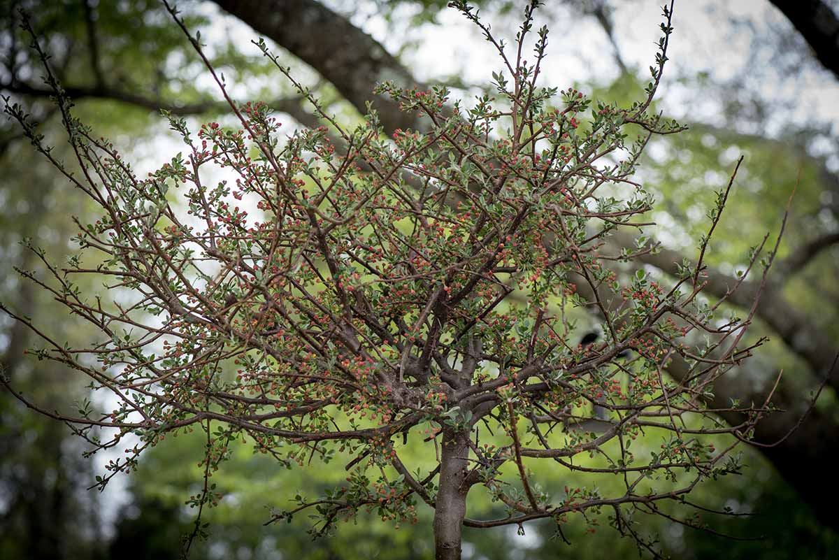 Tree with small red berries