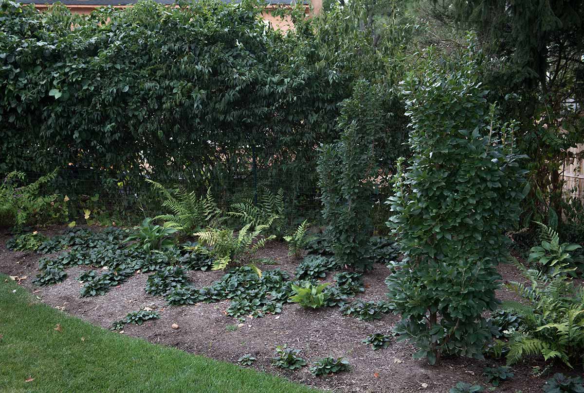 Lush green border garden with ferns and shrubs