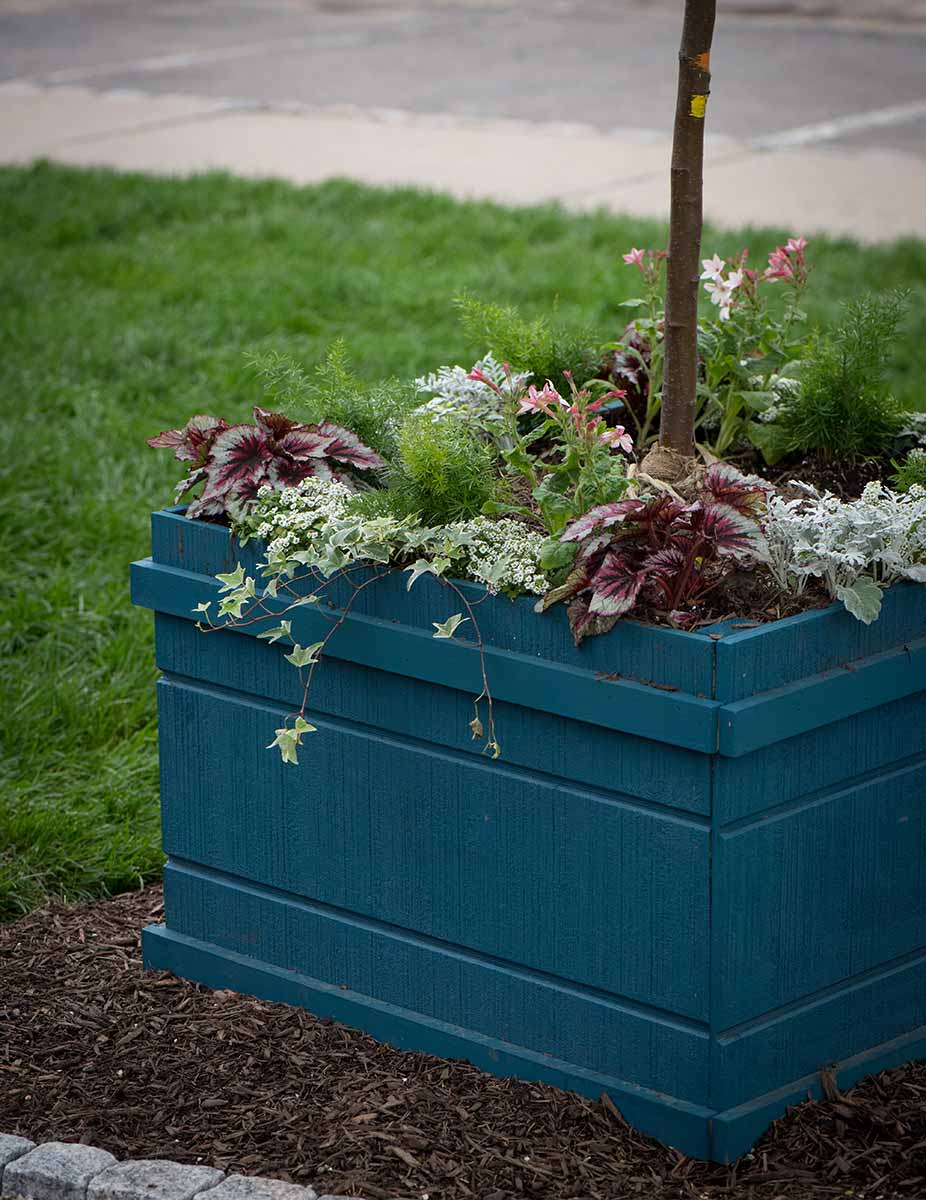 Blue planter with colorful plants and tree.