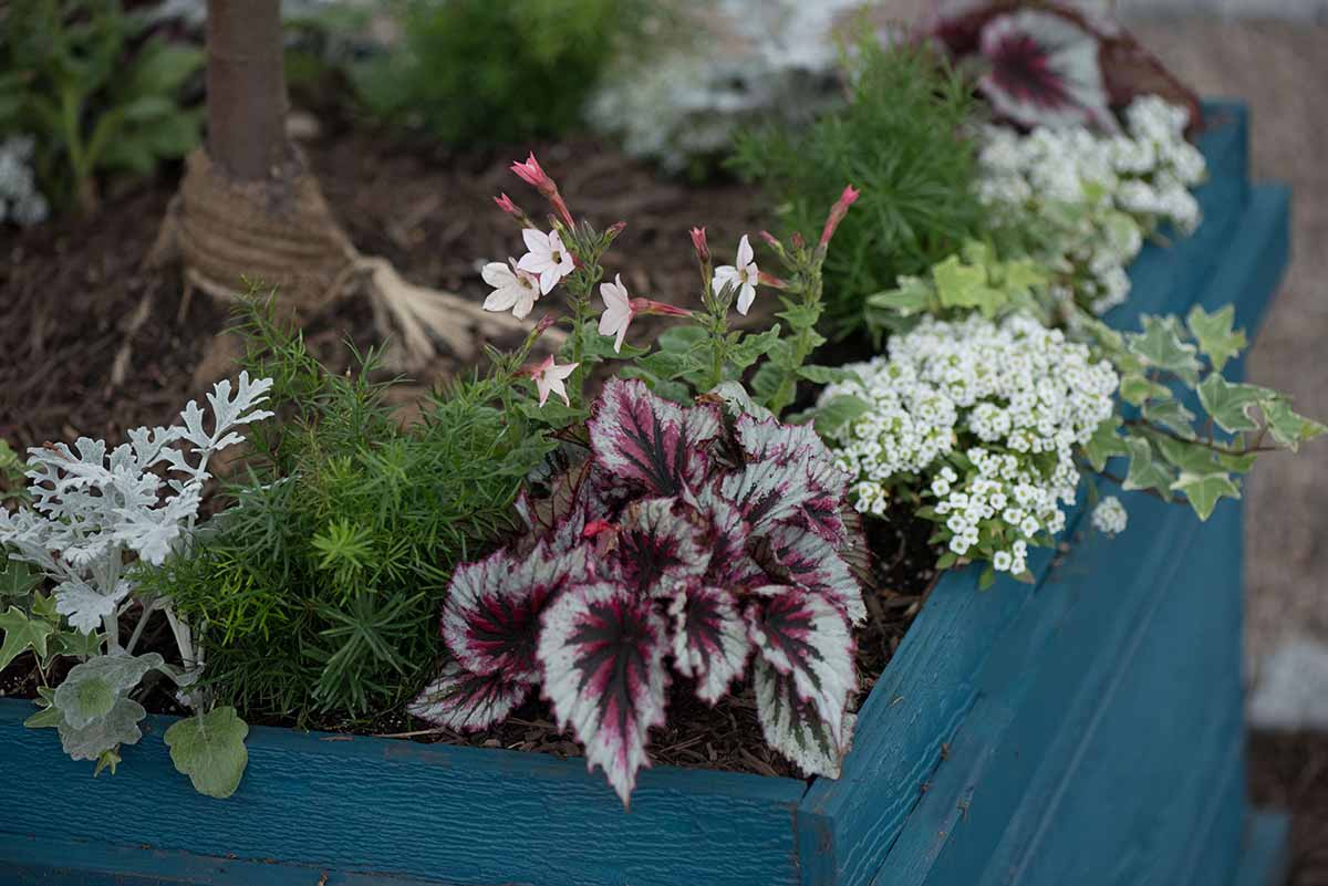Colorful plants in a blue planter box