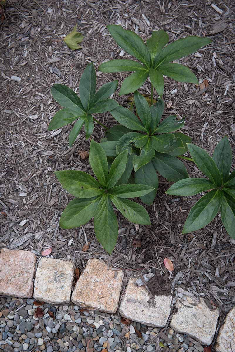 Green plants in a mulched garden bed.