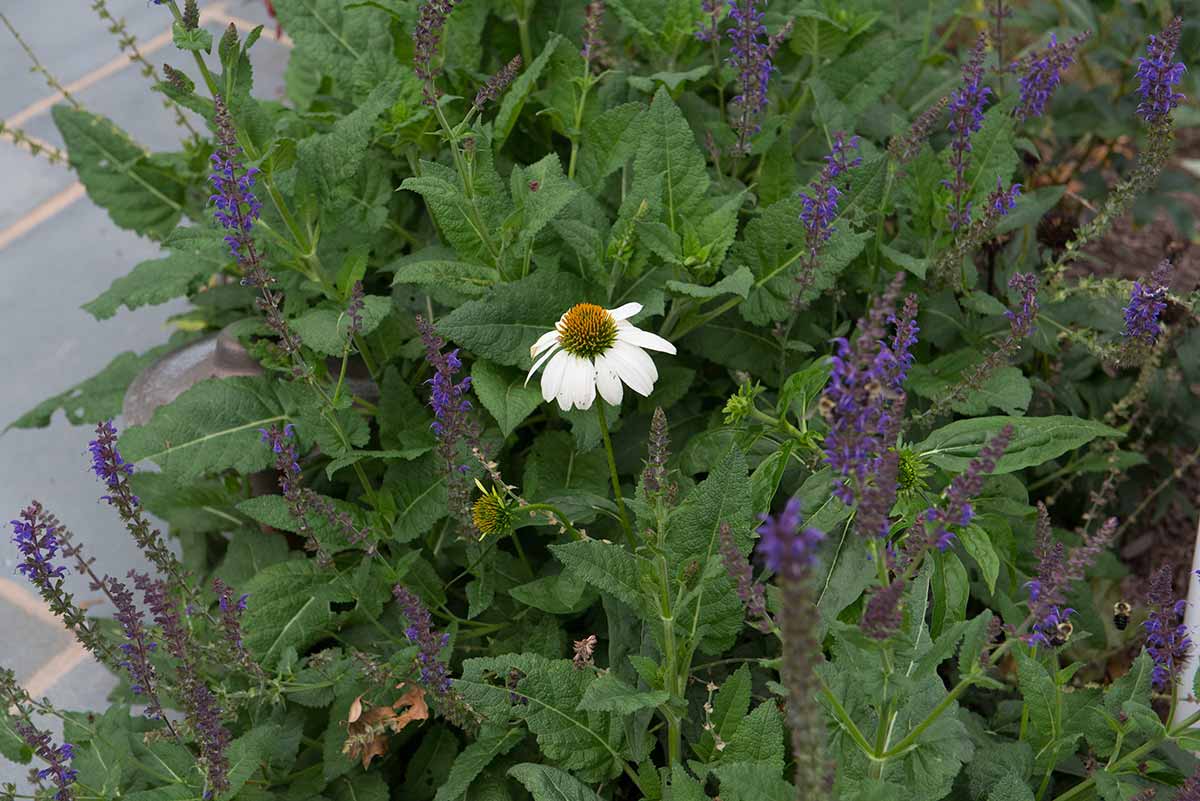 White coneflower amid purple salvia flowers